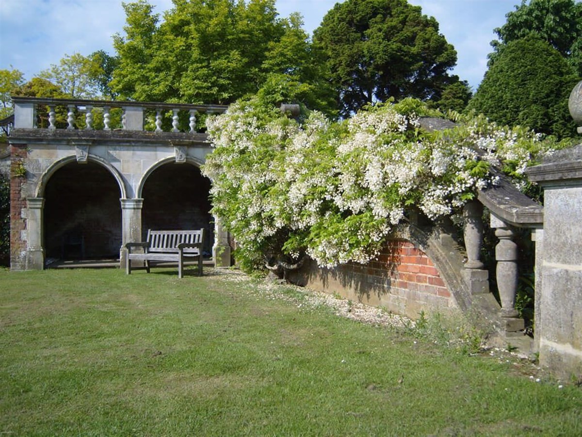 Wisteria in bloom