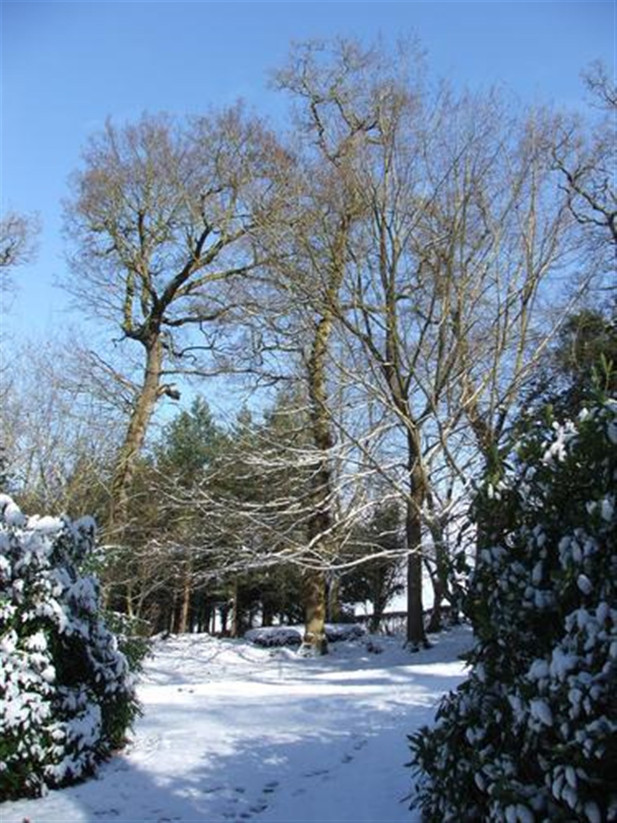 Winter in the Dell