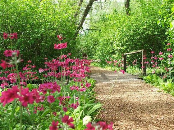 Candelabra Primulas in May