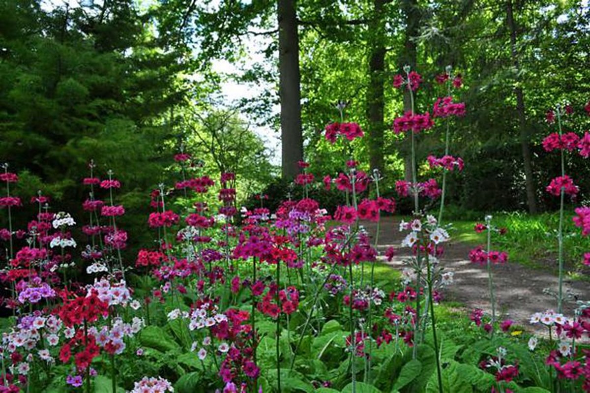 Candelabra Primulas