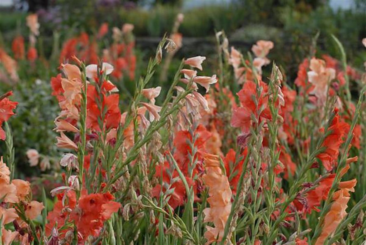 Gladioli growing in the Great Plat