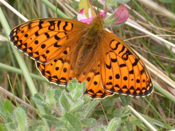 One of the Resident Butterflies