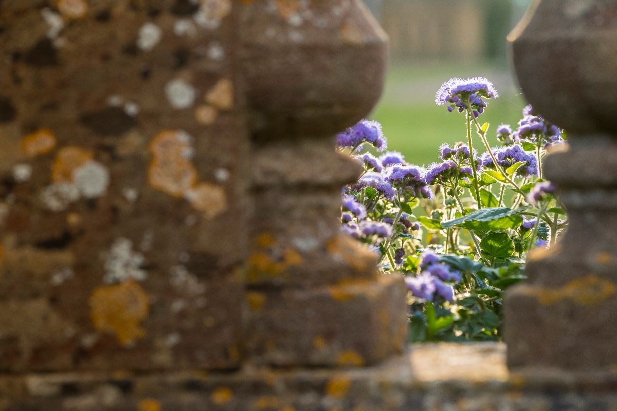 Hestercombe <span style='font-size:8px;'> ®Chris Lacey/ Hestercombe Gardens Trust  </span>