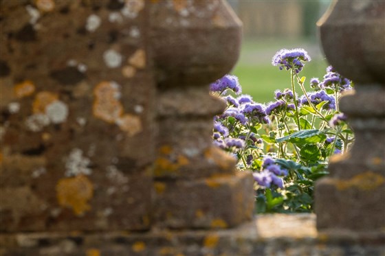 Hestercombe <span style='font-size:8px;'> ®Chris Lacey/ Hestercombe Gardens Trust  </span>