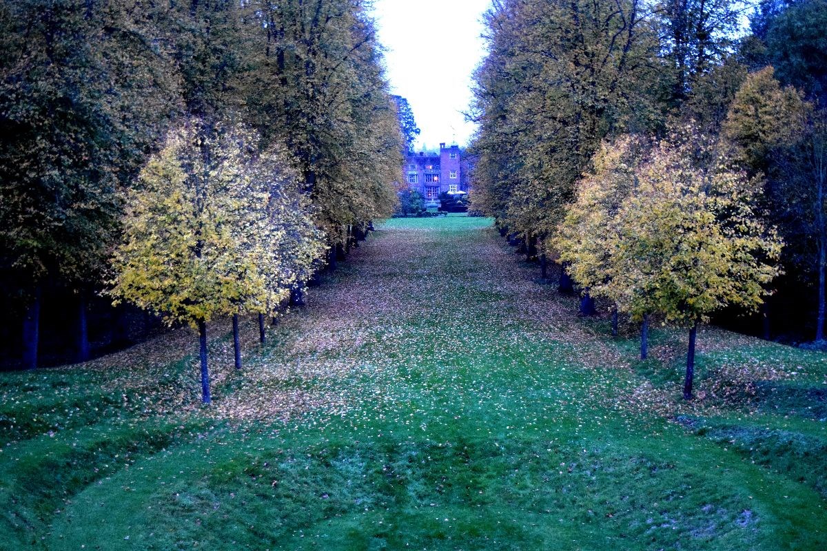 The Lime Tree Avenue at Dusk