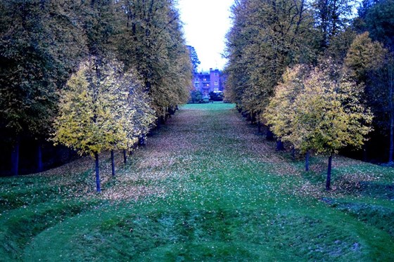 The Lime Tree Avenue at Dusk