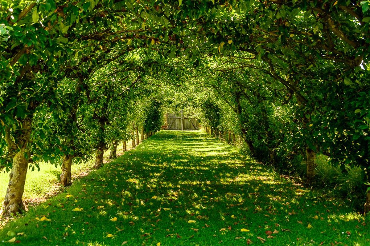 The Apple Tree Arch