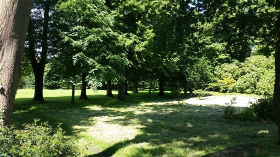 The Woodland