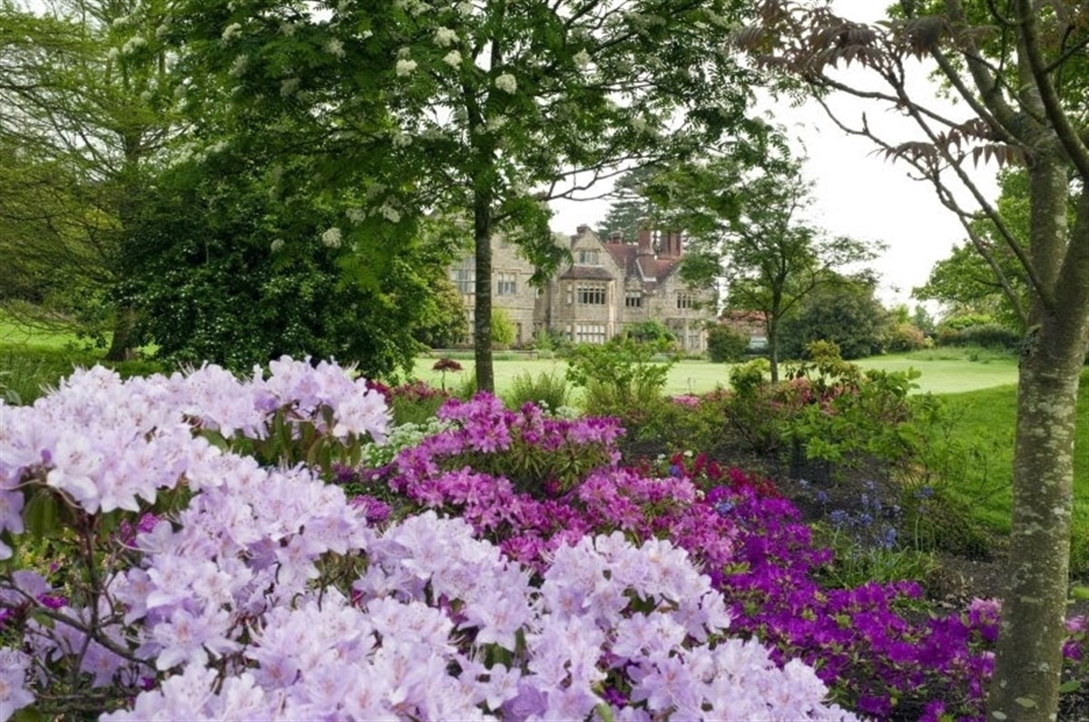 Azalea displays