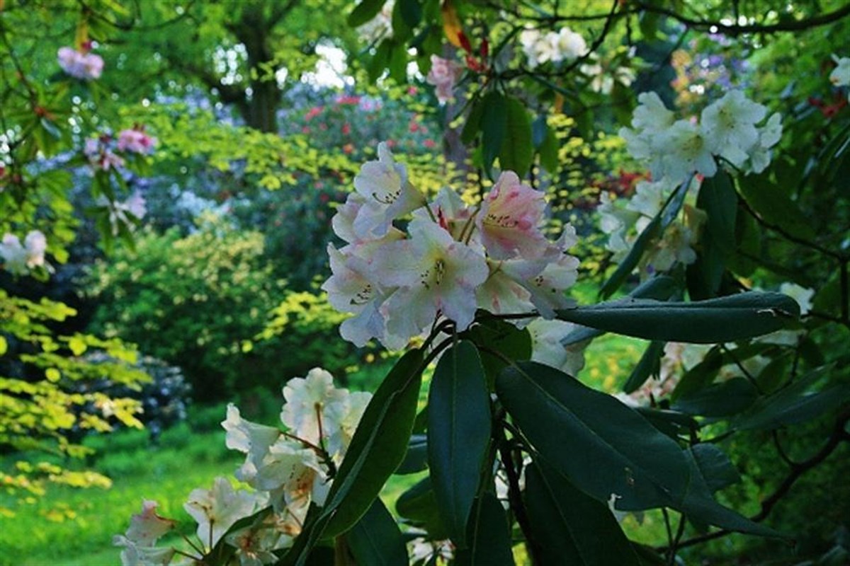 One of the many rare Rhododendrons