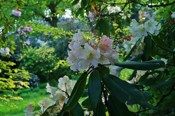 One of the many rare Rhododendrons