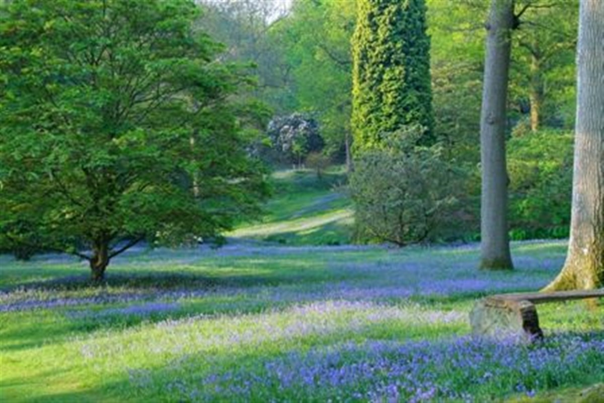 Beautiful glades of bluebells