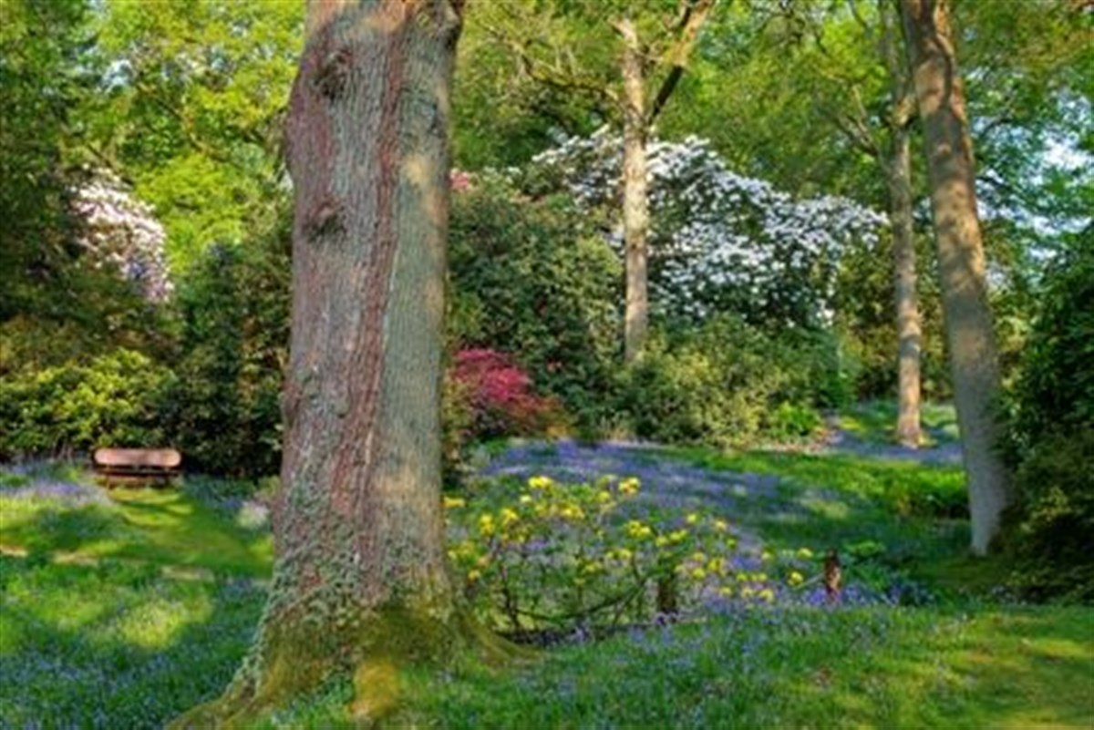 A magnificent example of a woodland garden