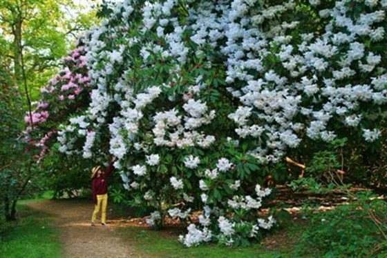 The beautiful Rhododendron Loderi