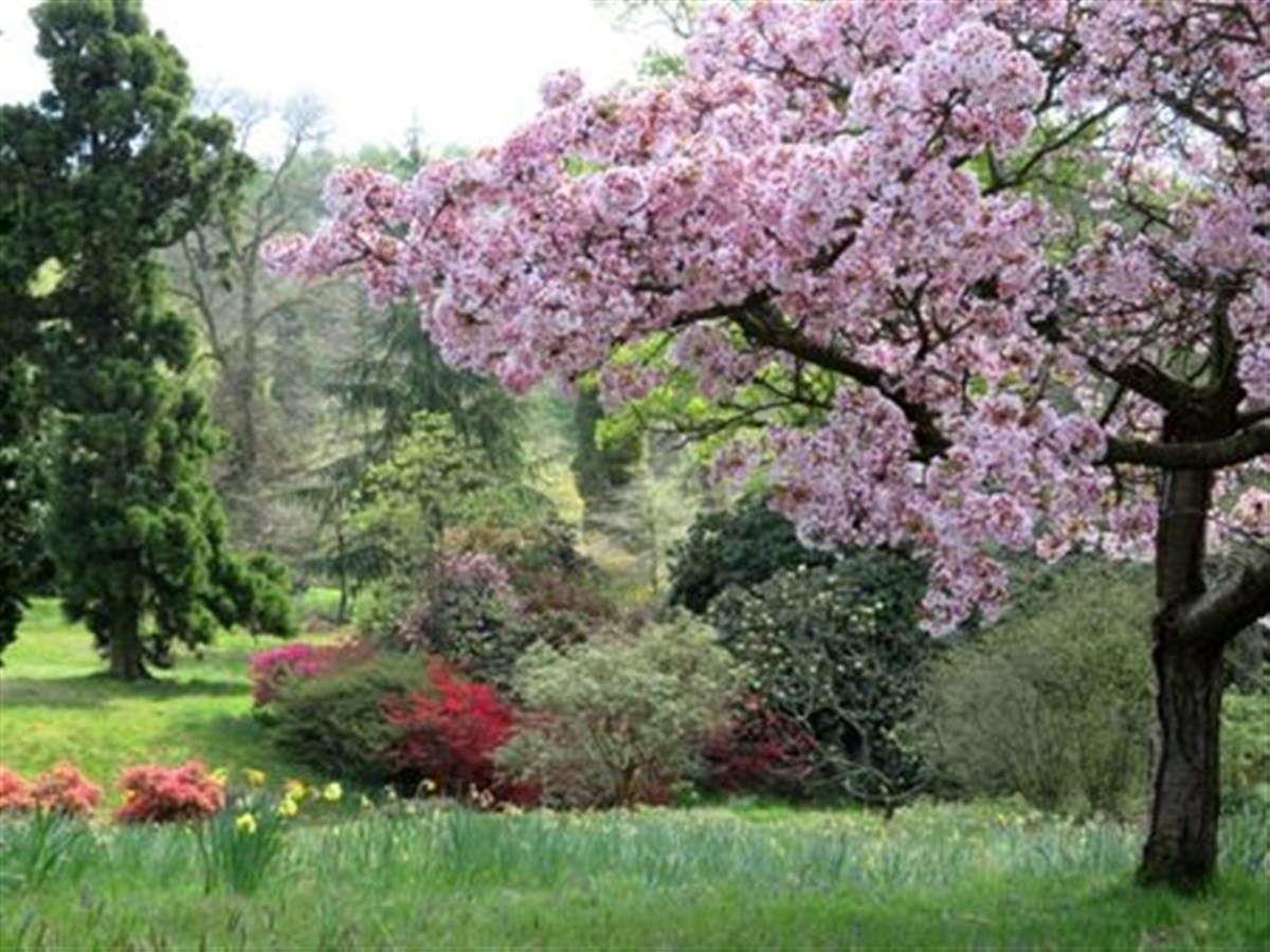 Cherry blossom and daffodils