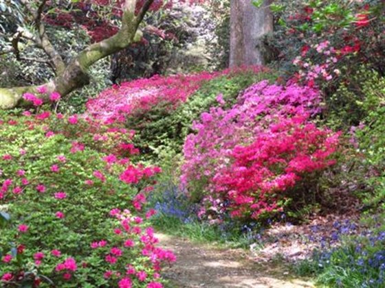Colour and fragrance of azaleas