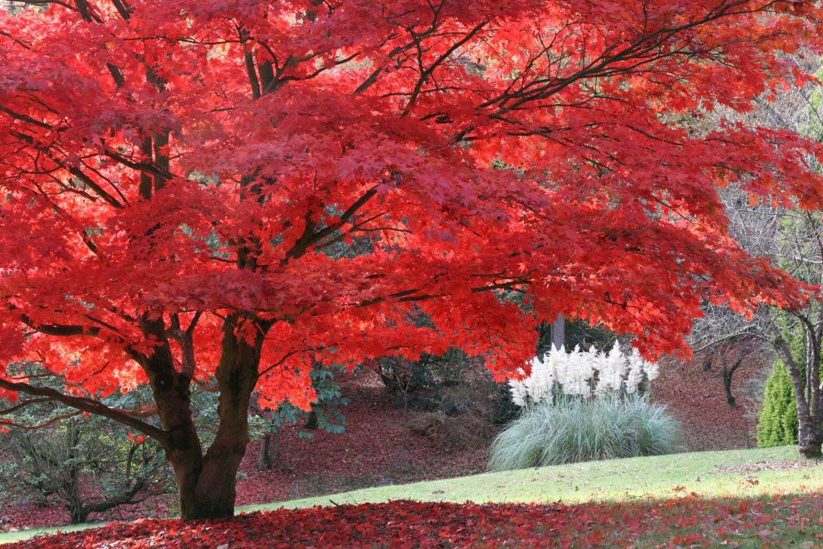 An Acer at its best.