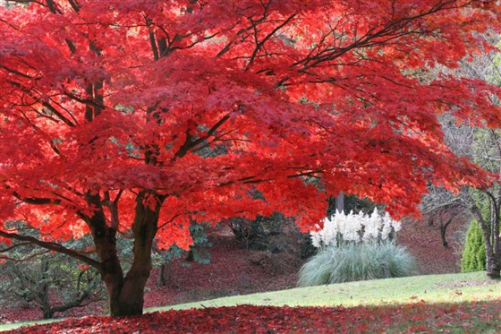 An Acer at its best.