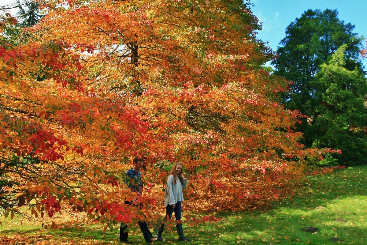 Spectacular Autumn colour