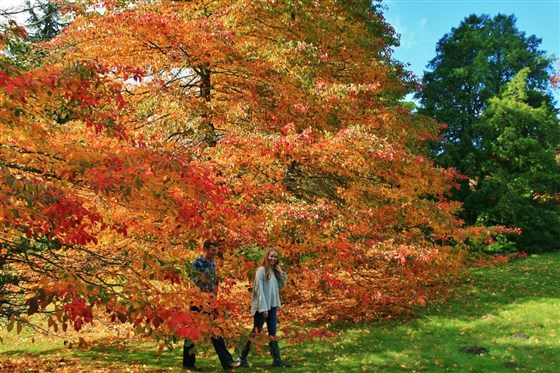 Spectacular Autumn colour