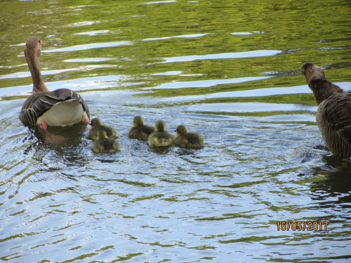 Chicks