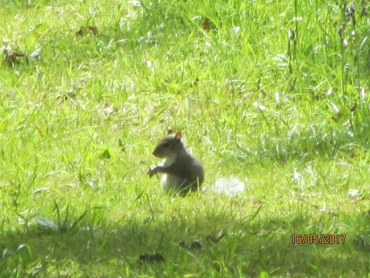 Wildlife.