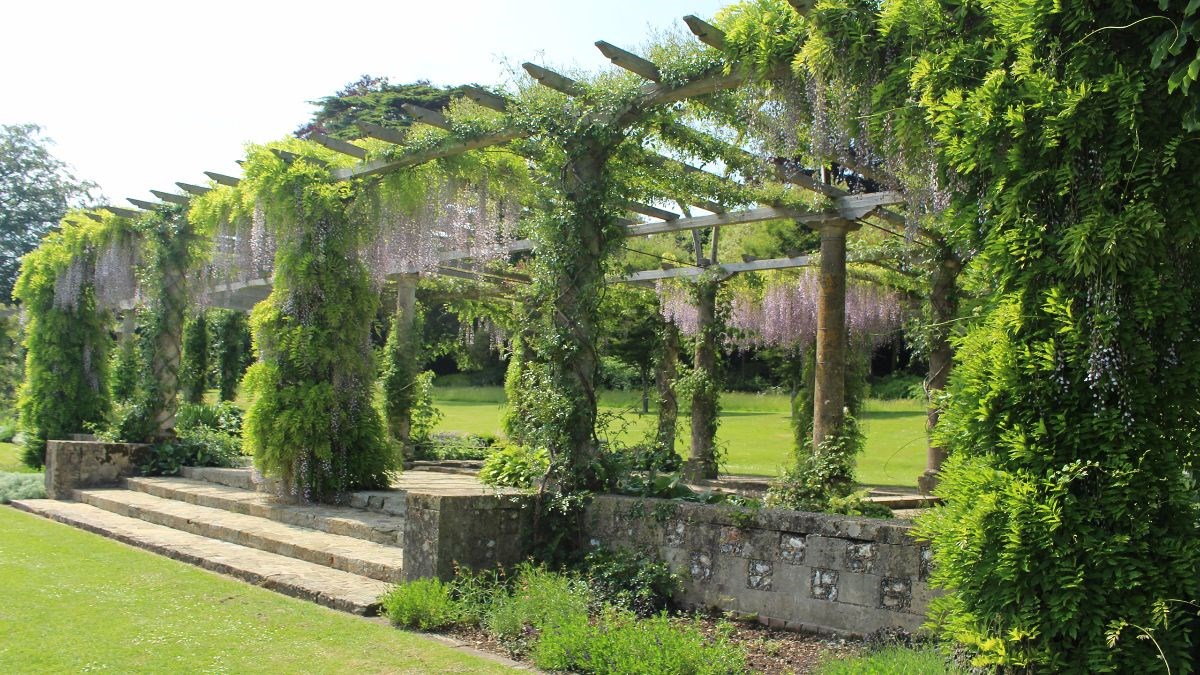 Wisteria on the Pergola at West Dean near Chichester