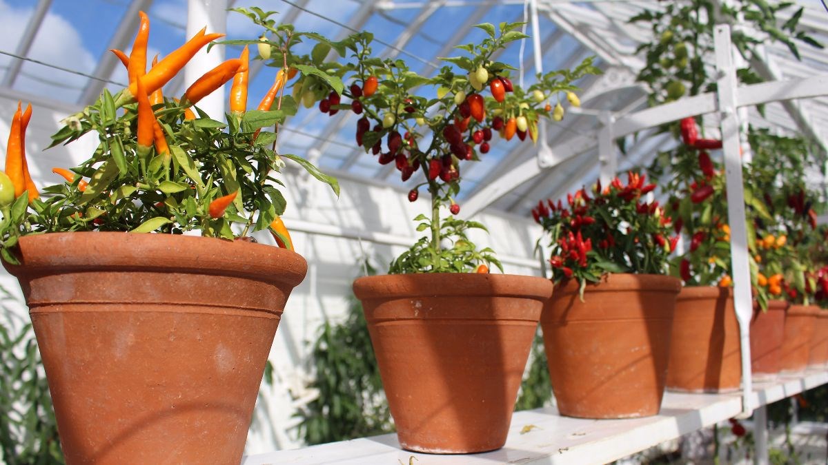 Chillies in the glasshouses for West Dean Chilli Fiesta