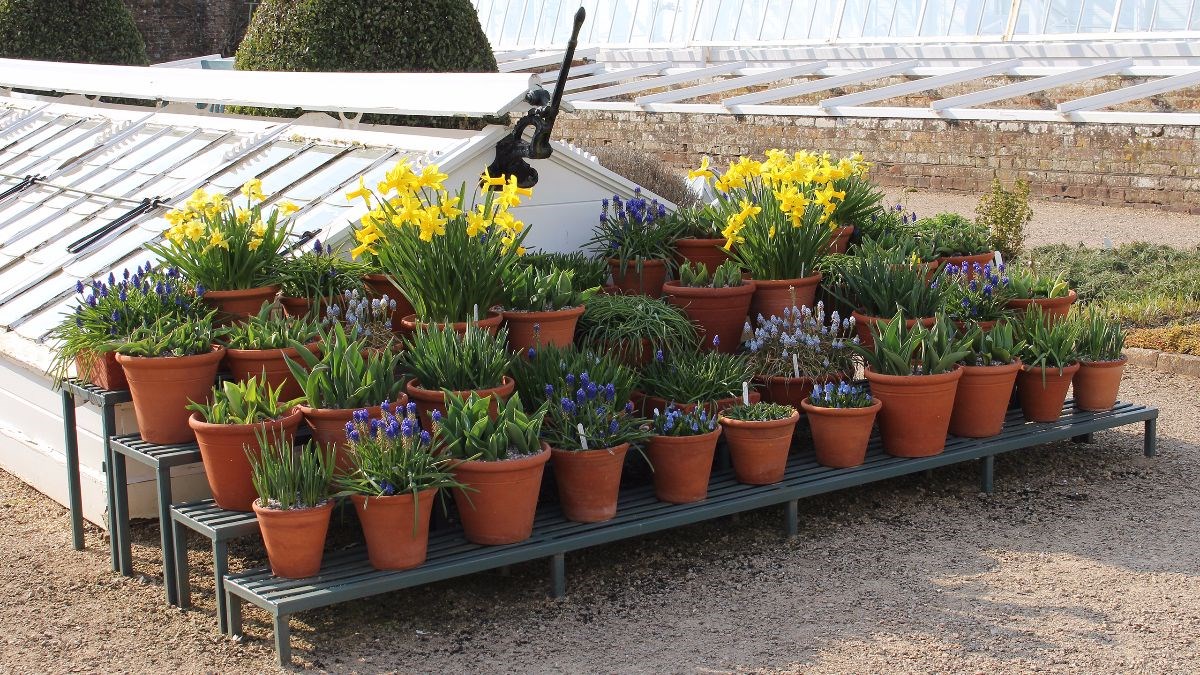Spring pots by the cold frames at West Dean Gardens