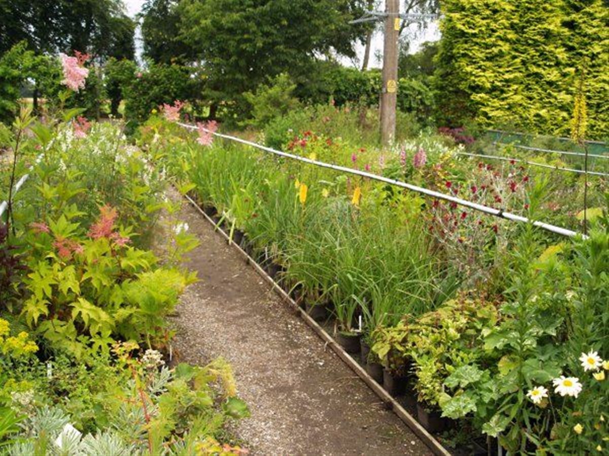 We have a fantastic selection of plants for sale in our Nursery