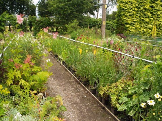 We have a fantastic selection of plants for sale in our Nursery