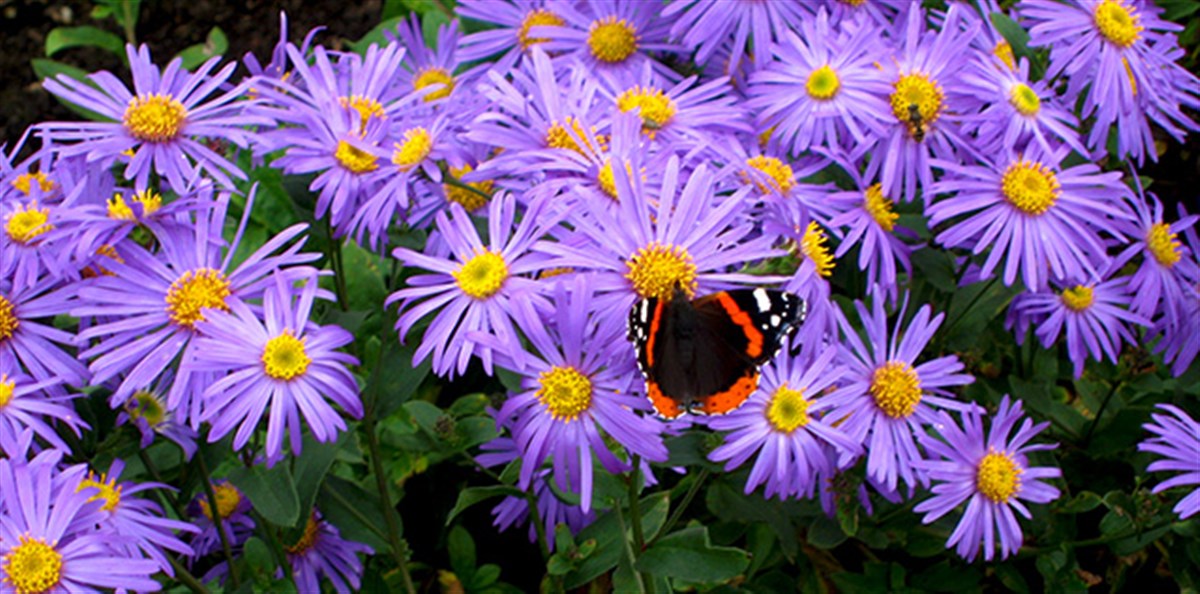Red Admiral Broughton House & Garden