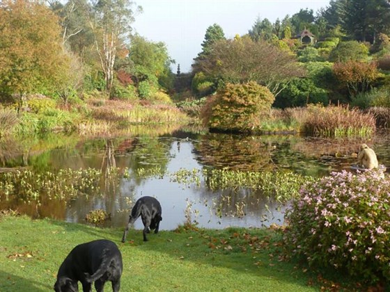 Dogs enjoying the Loch
