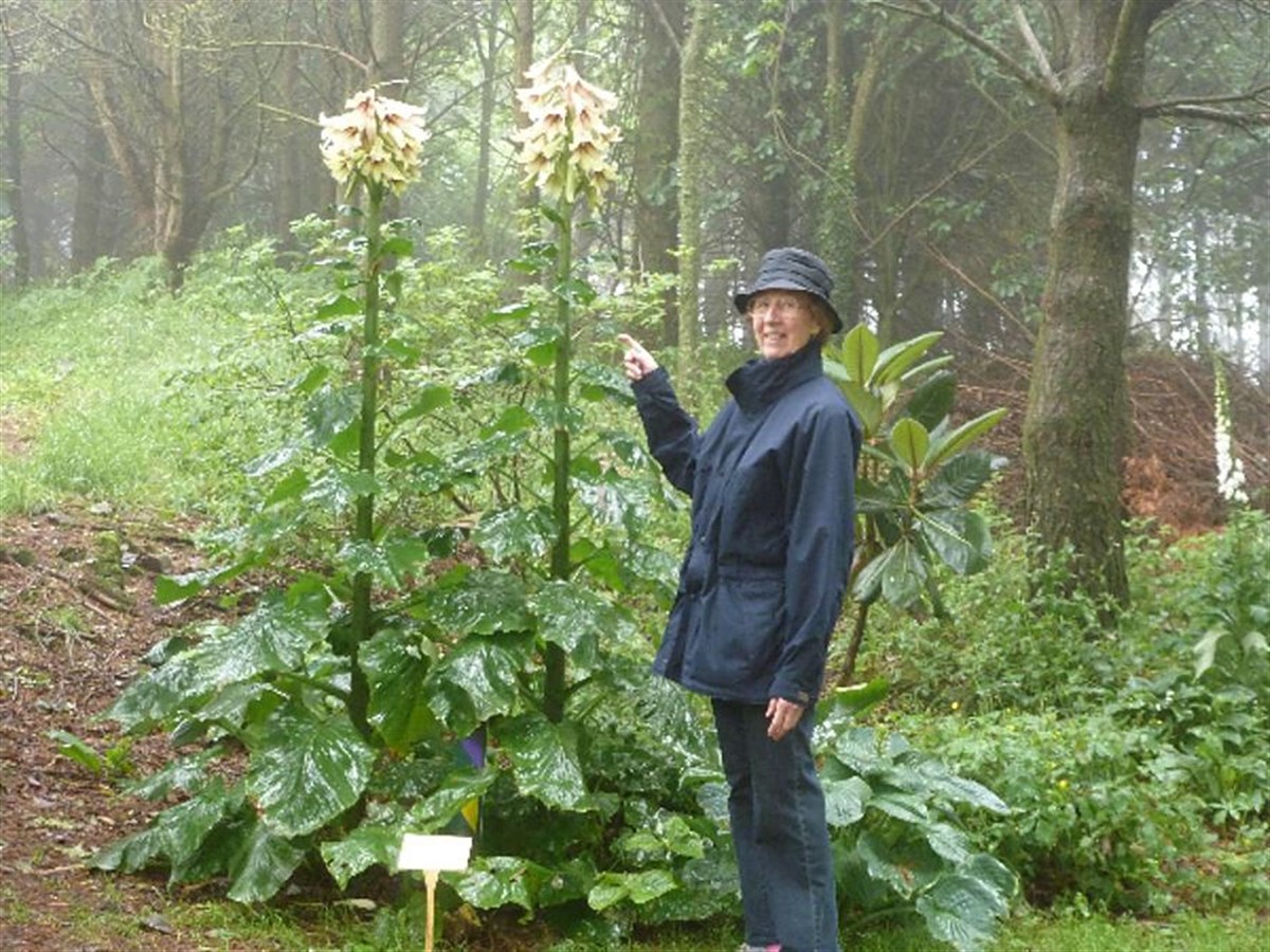 Cardiocrinum giganteum the Hymalayan lily at glenwhan