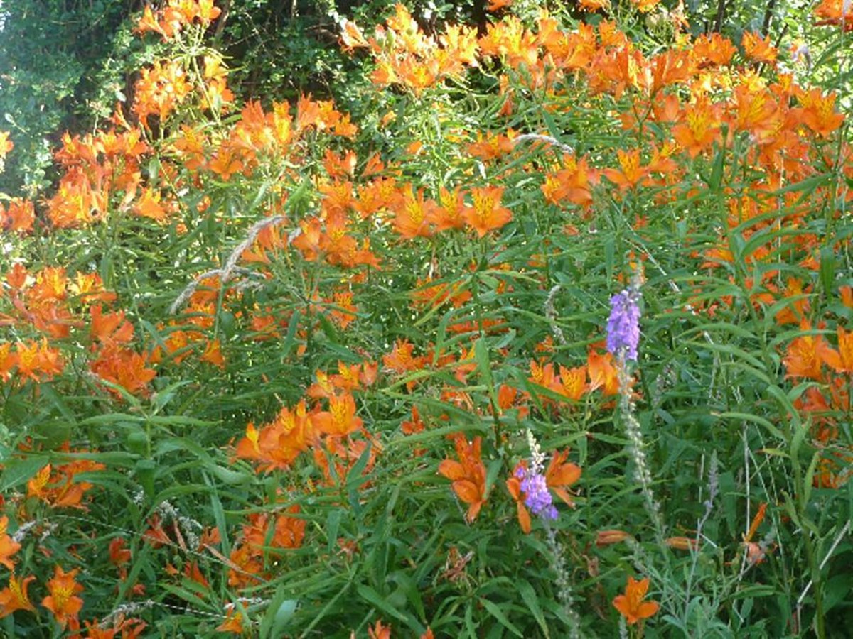 Alstromeria in early summer