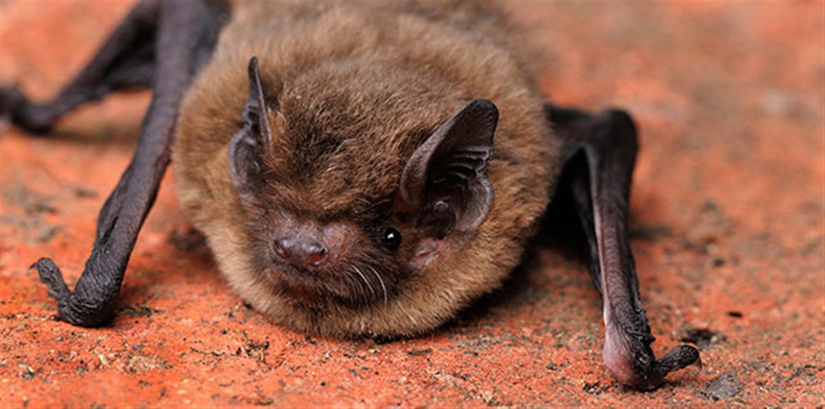  Local Wildlife <span style='font-size:8px;'> ® The National Trust for Scotland </span>