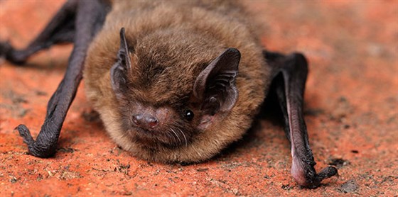  Local Wildlife <span style='font-size:8px;'> ® The National Trust for Scotland </span>