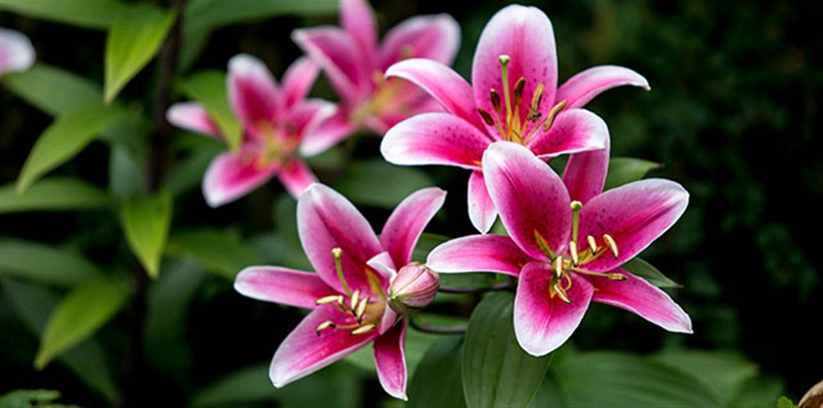 Threave Garden and Estate <span style='font-size:8px;'> ® The National Trust for Scotland </span>