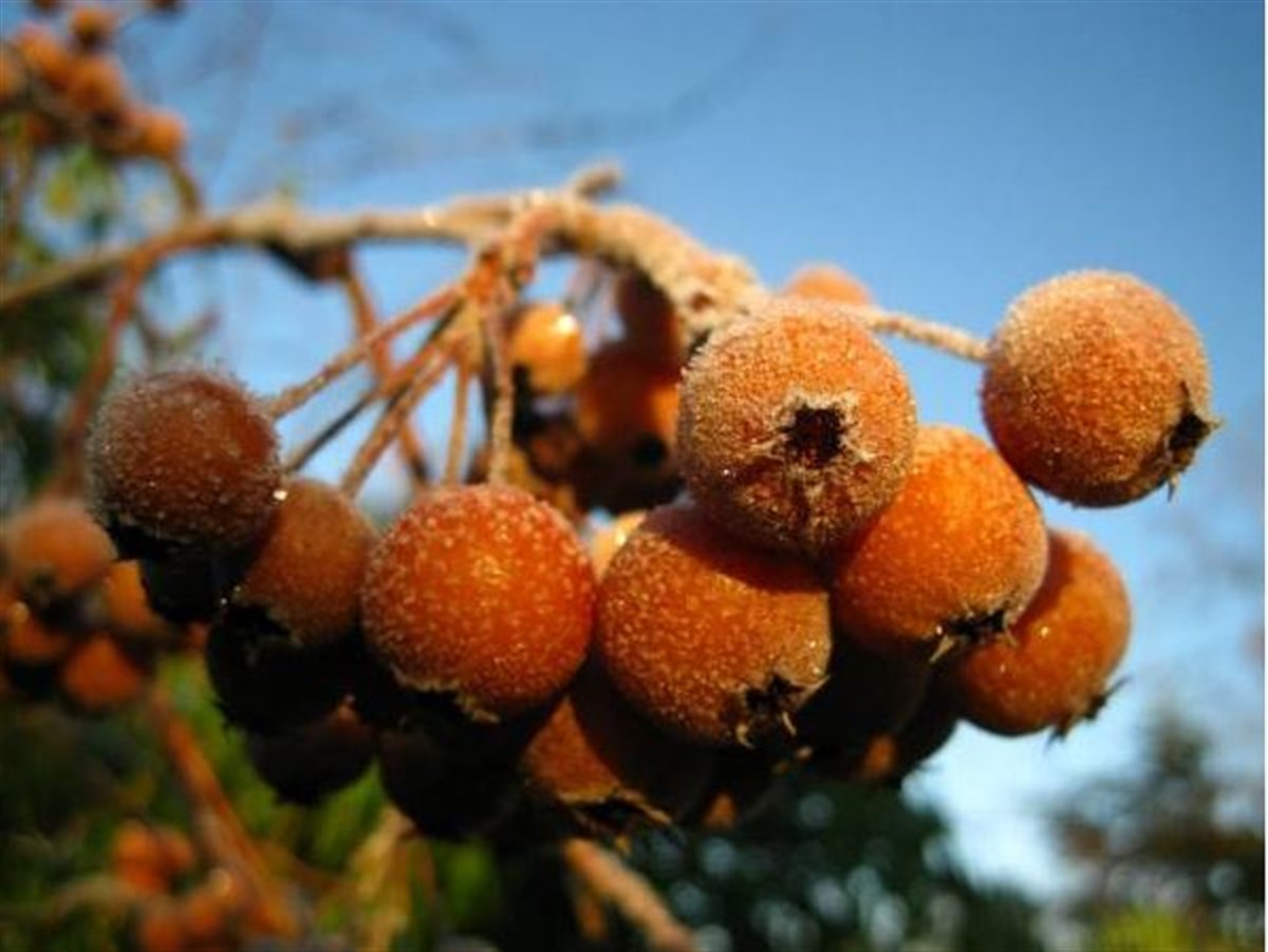 Malus yunnanensis Images courtesy of Royal Botanic Garden Edinburgh
