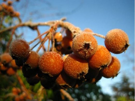 Malus yunnanensis Images courtesy of Royal Botanic Garden Edinburgh