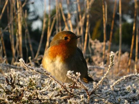 Robin Images courtesy of Royal Botanic Garden Edinburgh