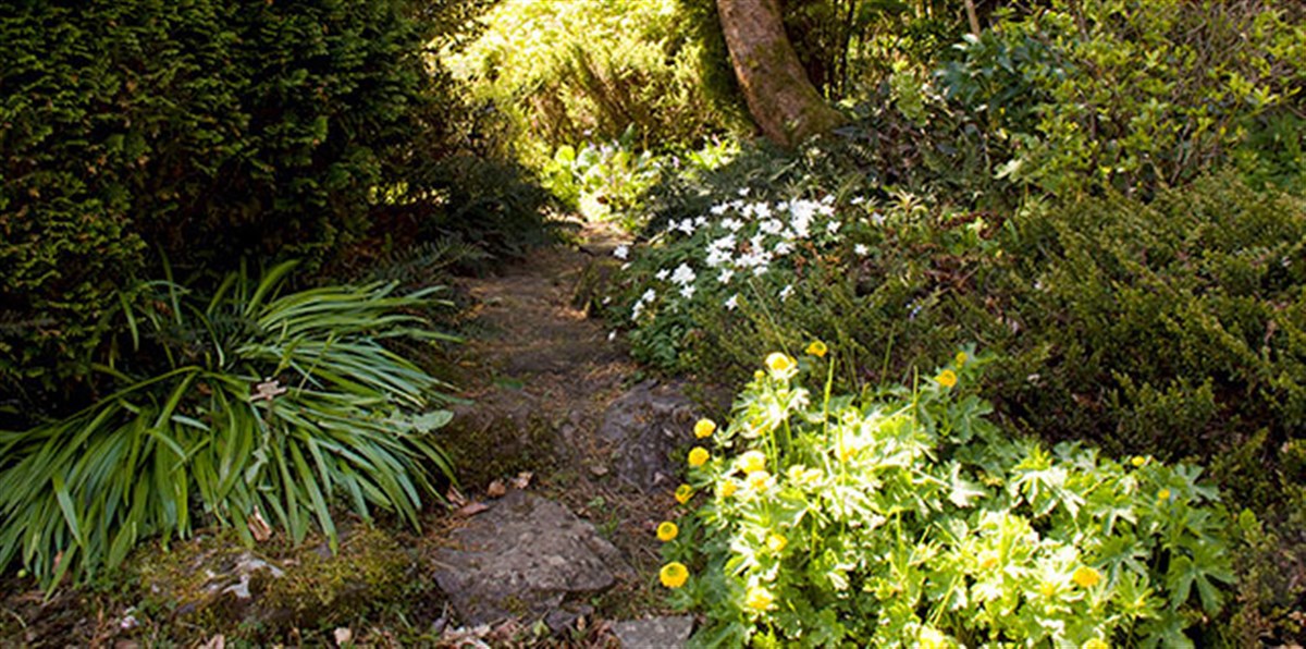 Summer Flowers on the Woodland Walk <span style='font-size:8px;'> ® The National Trust for Scotland </span>