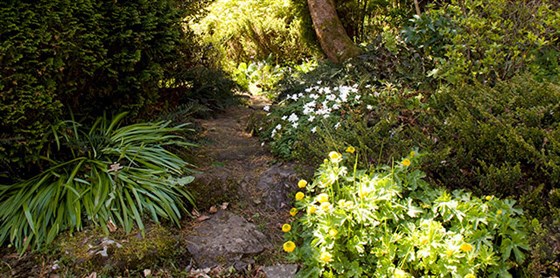 Summer Flowers on the Woodland Walk <span style='font-size:8px;'> ® The National Trust for Scotland </span>