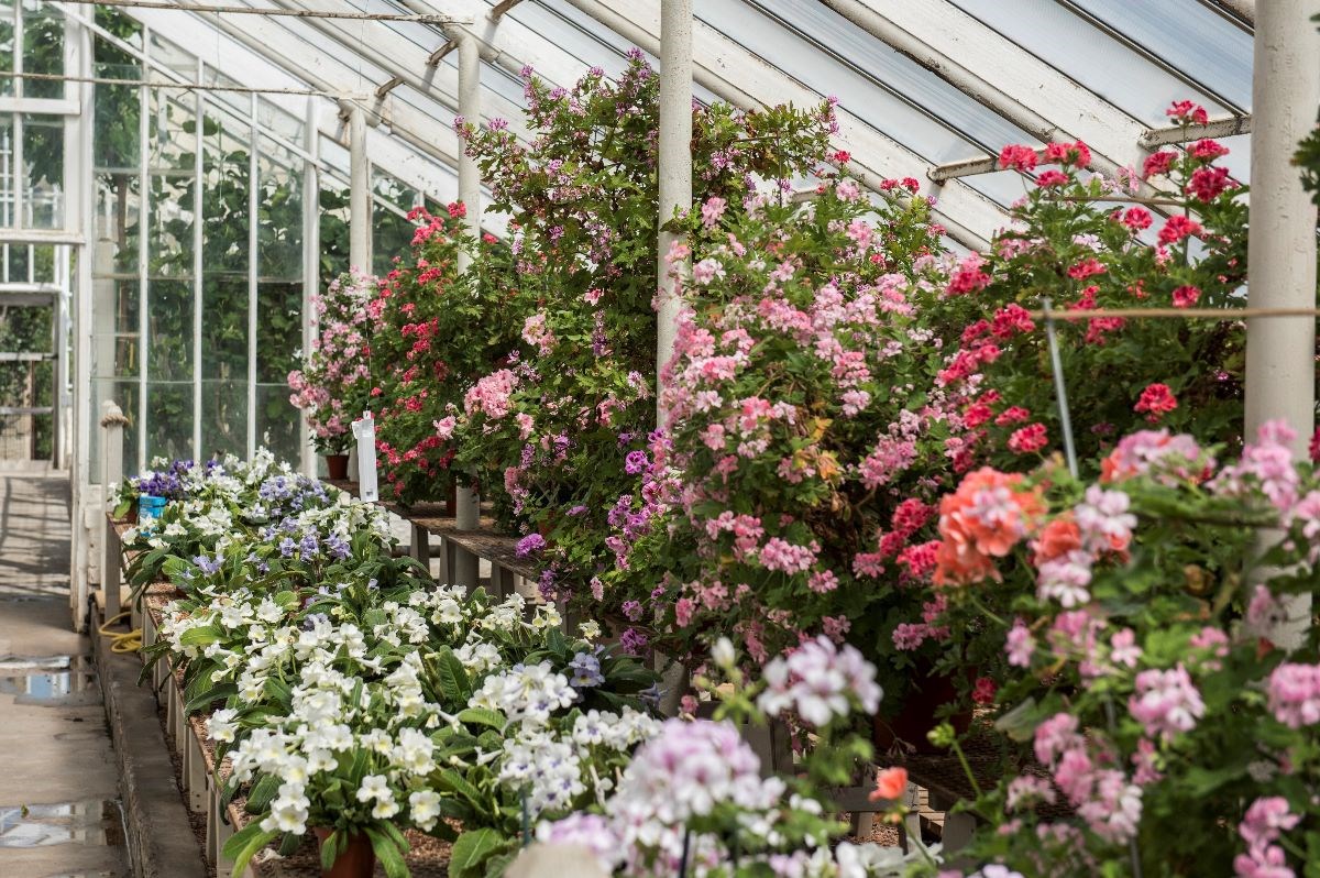 Glasshouses