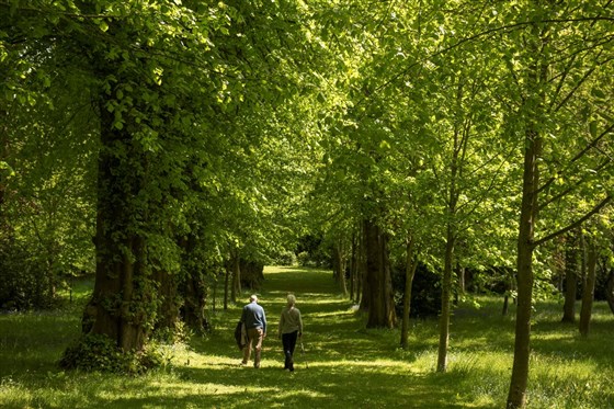 Woodland Walk