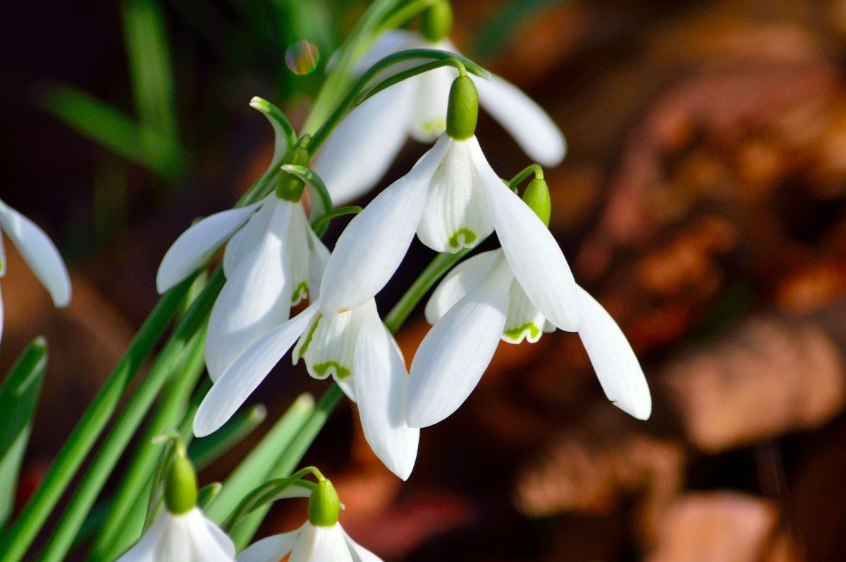 Snowdrops in the garden