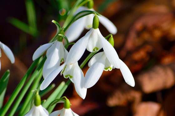 Snowdrops in the garden