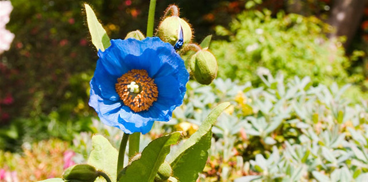 Branklyn Garden, Perth