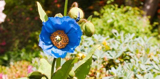 Branklyn Garden, Perth