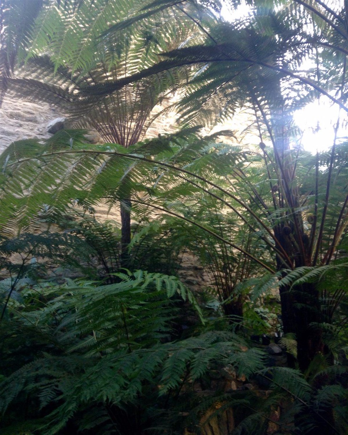 Benmore Fernery  <span style='font-size:8px;'> Image courtesy  of Benmore Botanic Garden </span>